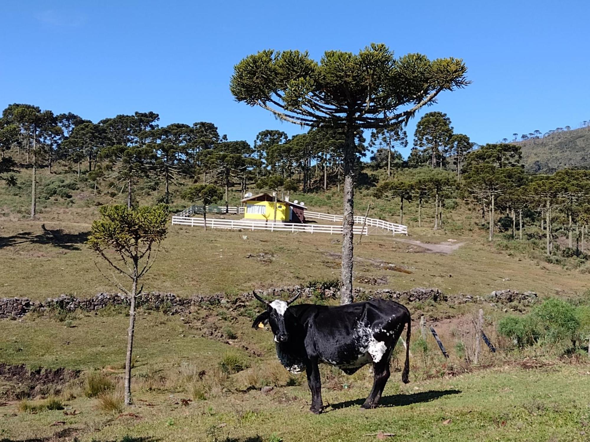 Casa E Cabana De Campo Fazenda Borba Urubici Dış mekan fotoğraf
