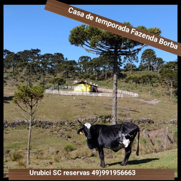 Casa E Cabana De Campo Fazenda Borba Urubici Dış mekan fotoğraf
