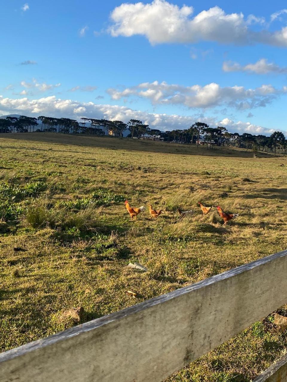 Casa E Cabana De Campo Fazenda Borba Urubici Dış mekan fotoğraf
