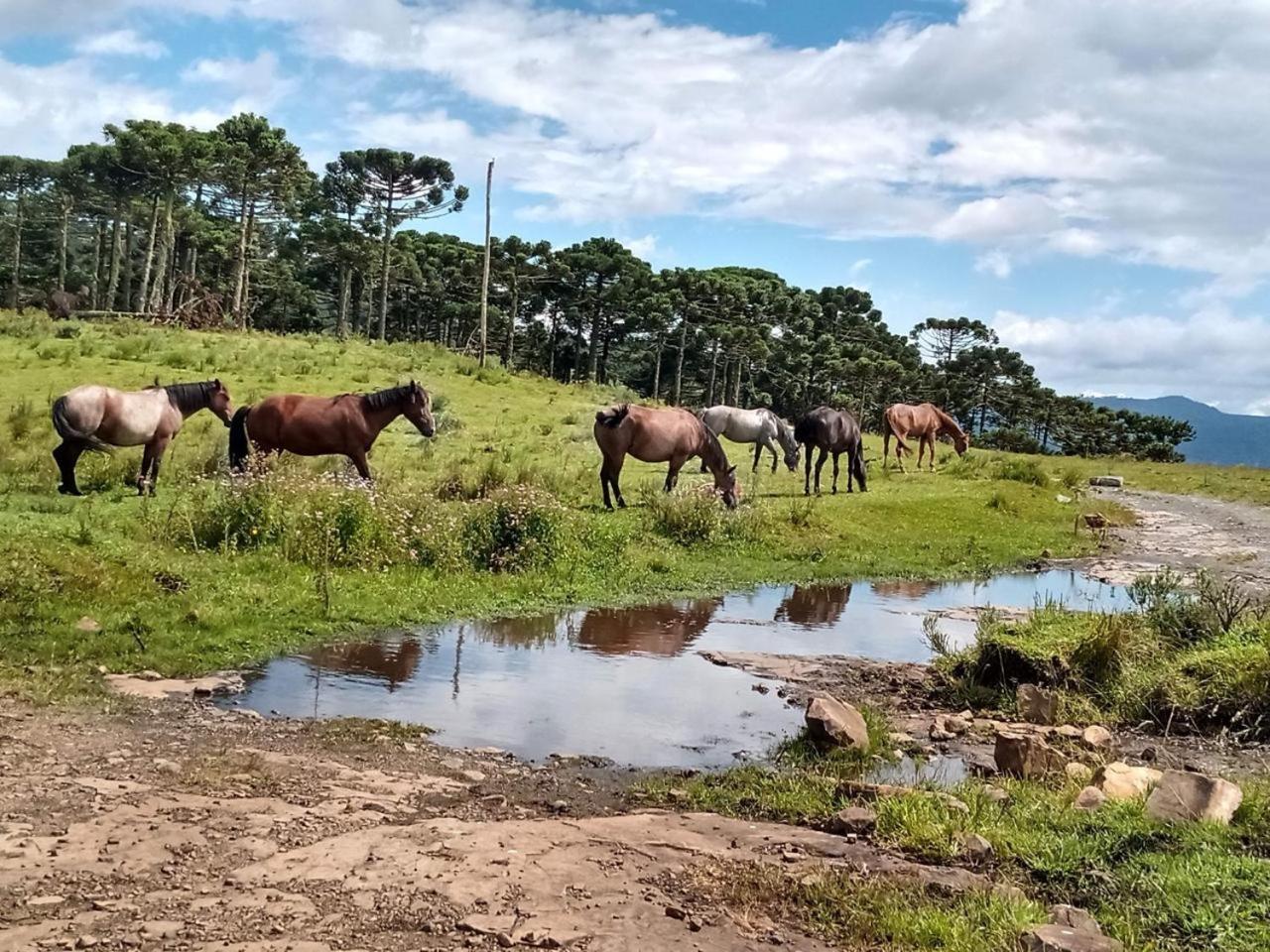 Casa E Cabana De Campo Fazenda Borba Urubici Dış mekan fotoğraf
